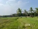 1.5 acres agricultural land for sale @ tuni for low price @ roadside