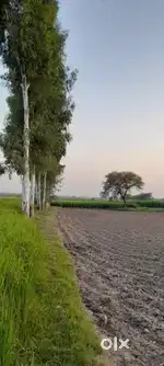 60 lakh rp  bigha