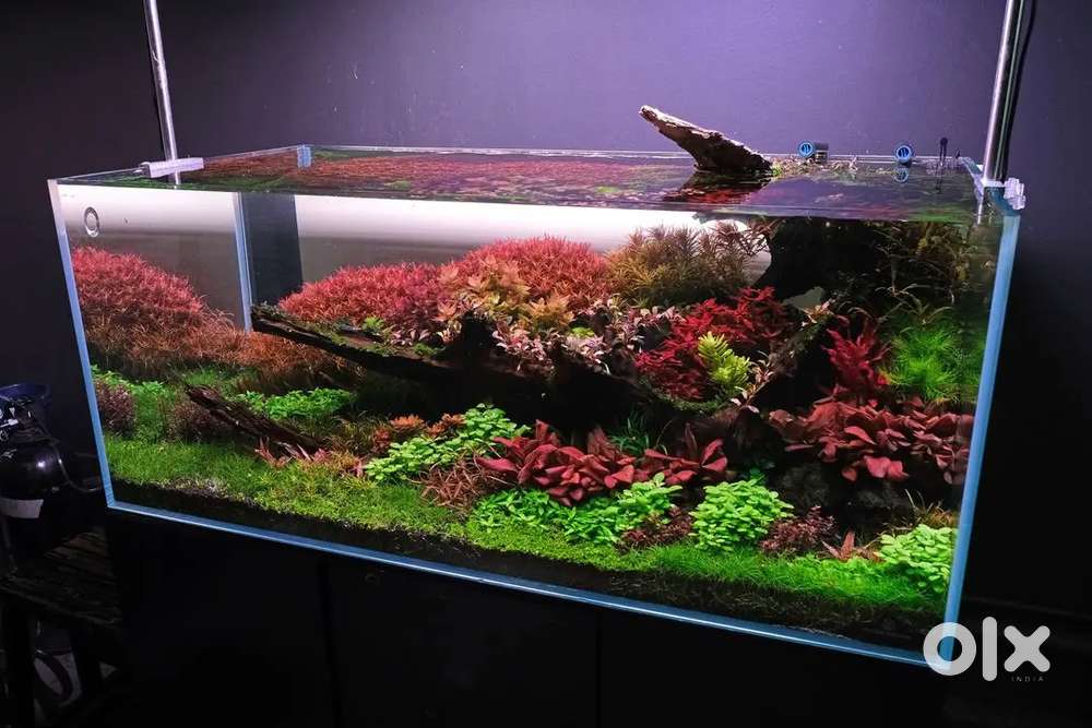 Sales Boy/Girls/Ladies for an Aquarium and Pets shop
