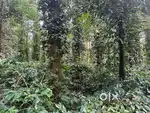 3 acres - chikkamgaluru Well-maintained coffee estate