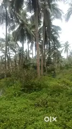 20സെന്റ് 20തെങ്ങ്  മൊത്തം 3. 5 ലക്ഷം