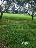 60 bigha 1 chaak 1800000 per bigha urgent sale Karni