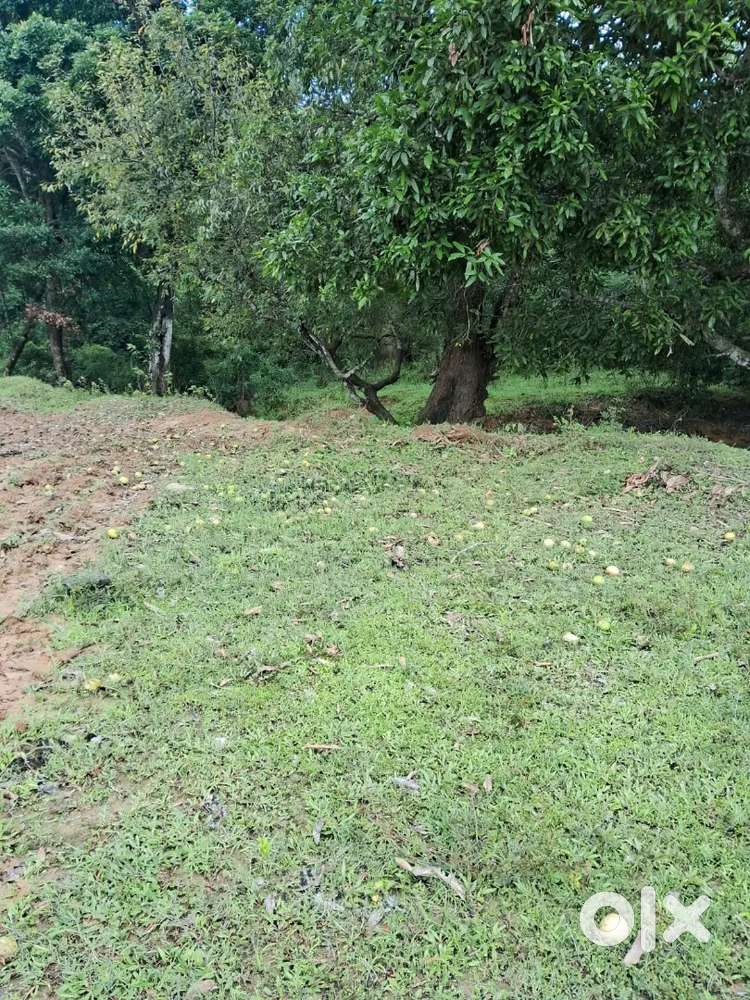 Clear pepper single owner property