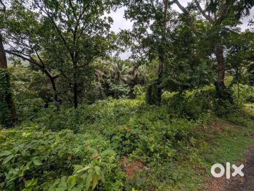 Wnt to sell my plot in borim