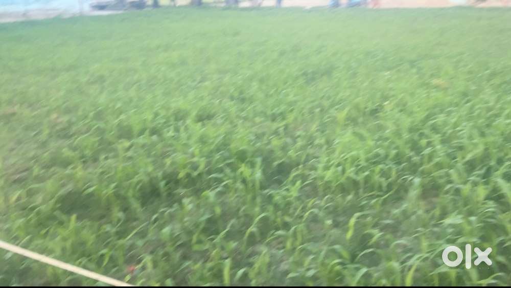 Modhopur Residential land 12fit road for sell