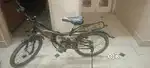 Woody gang cycle