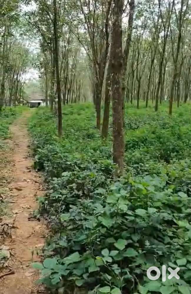 Muvattupuzha paingottoor kaloor 17.5 acres for sale