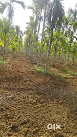 7.5 Acre Areca & Coconut Plantation – Hassan