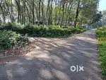 2.33 acres of rubber land.