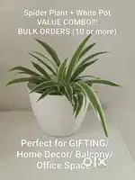 Spider Plant+White Pot (Bulk Orders only 10 or more)(Perfect for GIFT)