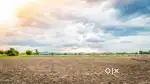 (रिठौराकला,शनिचरा)12 बीघा