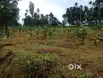 Land for Sale – Naimbyarkunnu, Cheeral, Bathery, Wayanad, Kerala