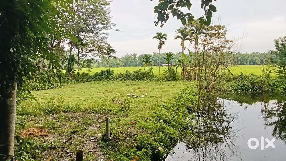 Nort Lakhimpur pohumora
