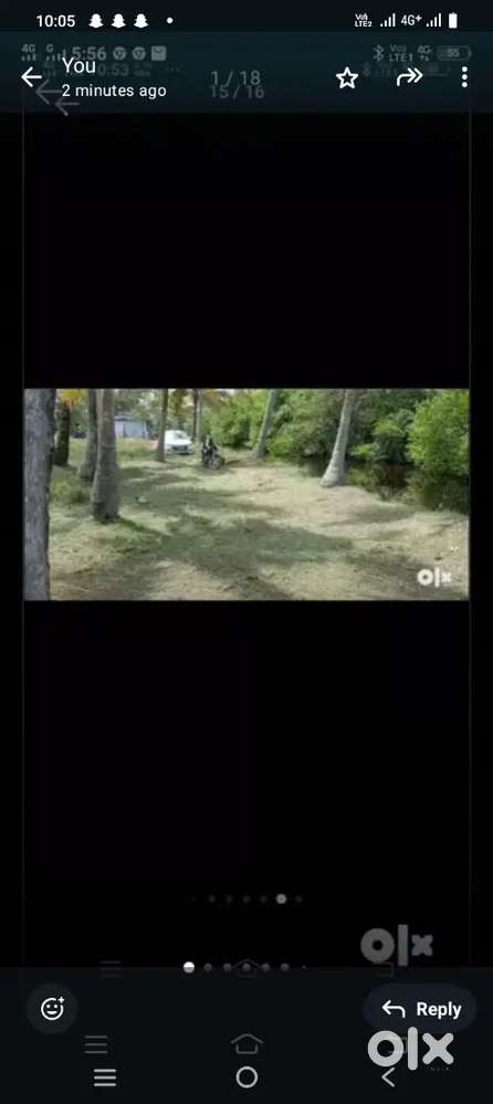 Coconut garden at Thankey, Cherthala