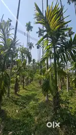 Agricultural Land