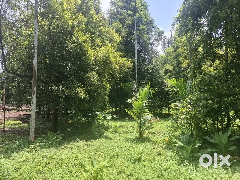 80 cent paddy view land for sale Angamaly elavoor