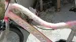 Girls cycle for sale