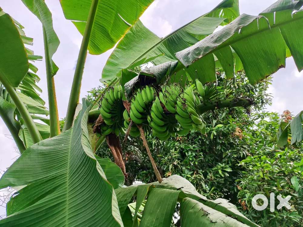 7 acres agriculture land full water facility,all paper available