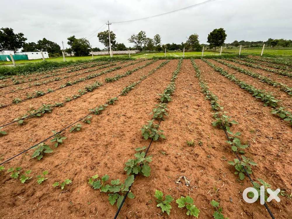 10 Guntas Land for Sale in Markook Mandal near Gajwel within RRR