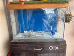 Fish Aquarium