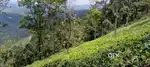6 acr  Land sale @vagamon
