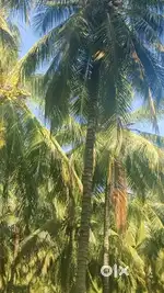 Pollachi to aliyar dam road nearly