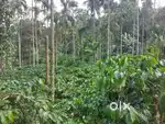 800 COFFEE ESTATE FOR SALE