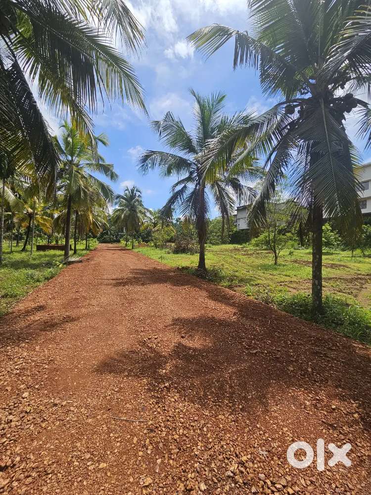 8 cent Housing Plot at Neruvambram Payagadi