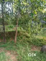 neararikkulam panchayath canal road