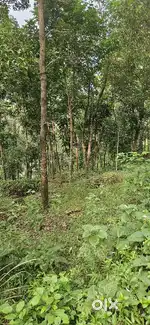 50 cent plot at palakkayam thattu 3 km