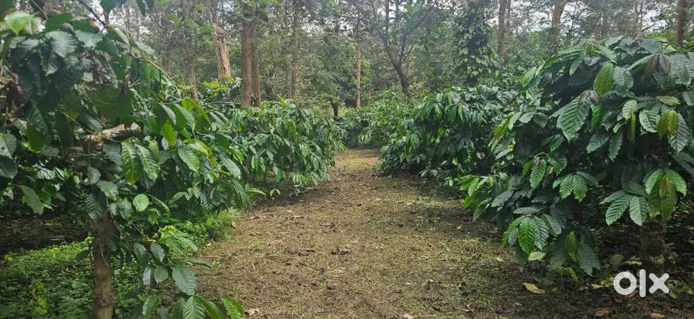 10 acre Robusta coeefe and pepper estate near hasaan
