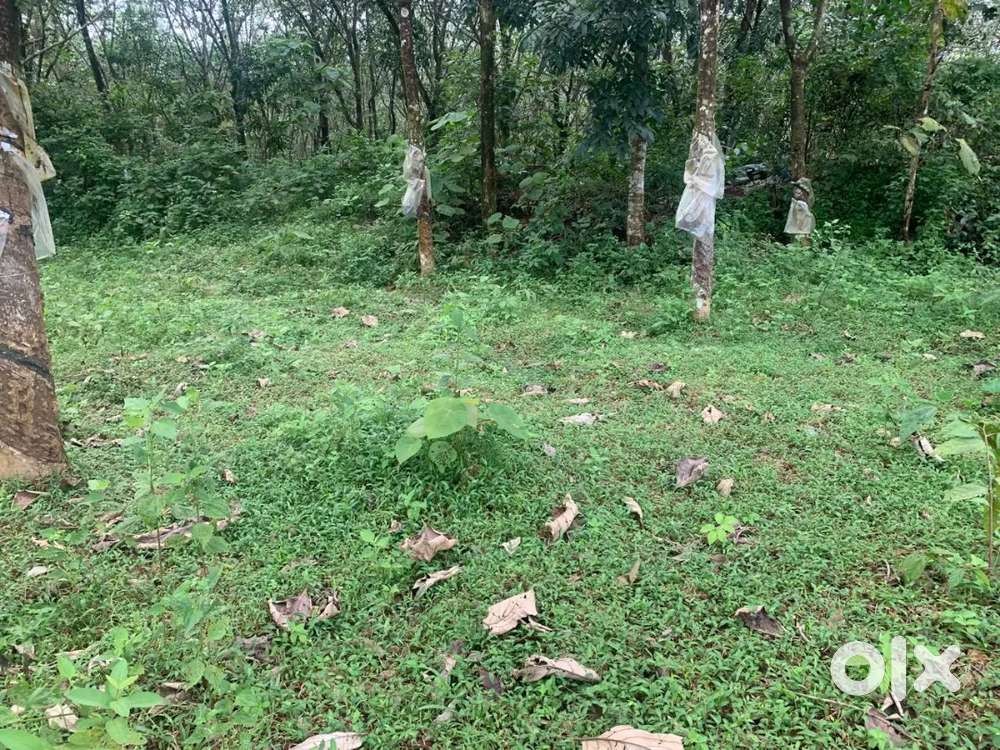 1.50 Acres of land for immediate sale , Aluva