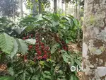 5 acer land with coffee,pepper,coconut etcc