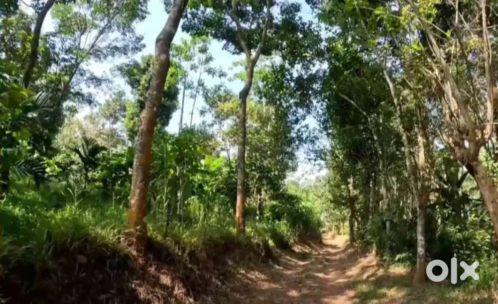 കേണിച്ചിറയിൽ 6 ഏക്കർ സ്ഥലം വിൽപ്പനയ്ക്ക്