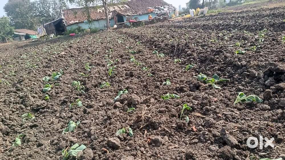 अर्जेंट प्लाट बेचना है