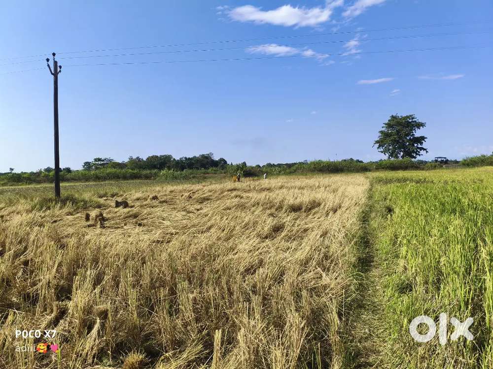 1bigha oll dokiment ok