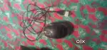 Mouse 1month old with OTG