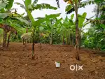 35 Cents Prime Land with View & Fruit Trees – Karakulam