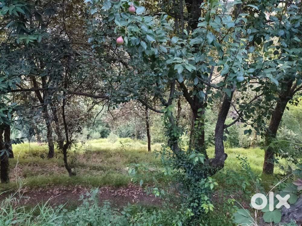 Fertile land at tipri 16 BISHWA LAND