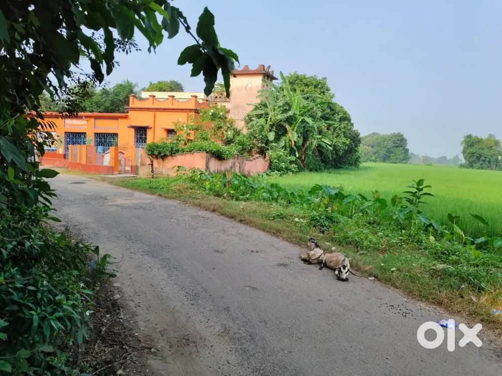 Prime 25 Katha land available for sale near Palasi, Gurap. dhaniakhali
