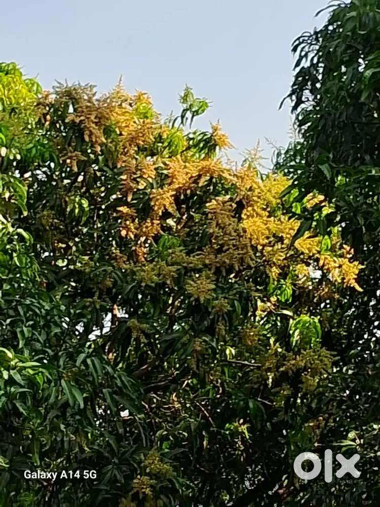 विजयदुर्ग येथे अडीच एकर जागेतील घर आणि बाग विकणे आहे