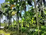 River side plote (opposite മാഹി കാനാൽ)