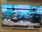 fish tank imported curved with full set