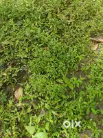 GrassCutting പുല്ല് വെട്ടിക്കൊടുക്കുന്നു