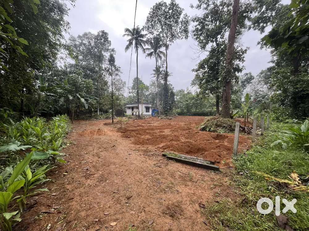 കോതമംഗലം വരപ്പെട്ടിൽ 13 അടി വീതിയിൽ വഴിയോട് കൂടിയ 33cent squre plot.