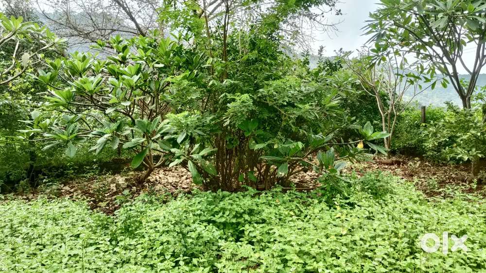 NA plot in Jamrung facing 55 waterfall