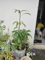 Origan kaesar aam