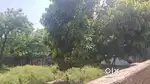 Premium Residential Plot | 49x100 | Pandeypur Naibasti