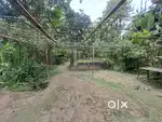 land for sale in Mankhowa village,RUPAI SIDING, tisukia dist.