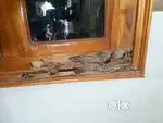 A to Z Pest control Services Guntur